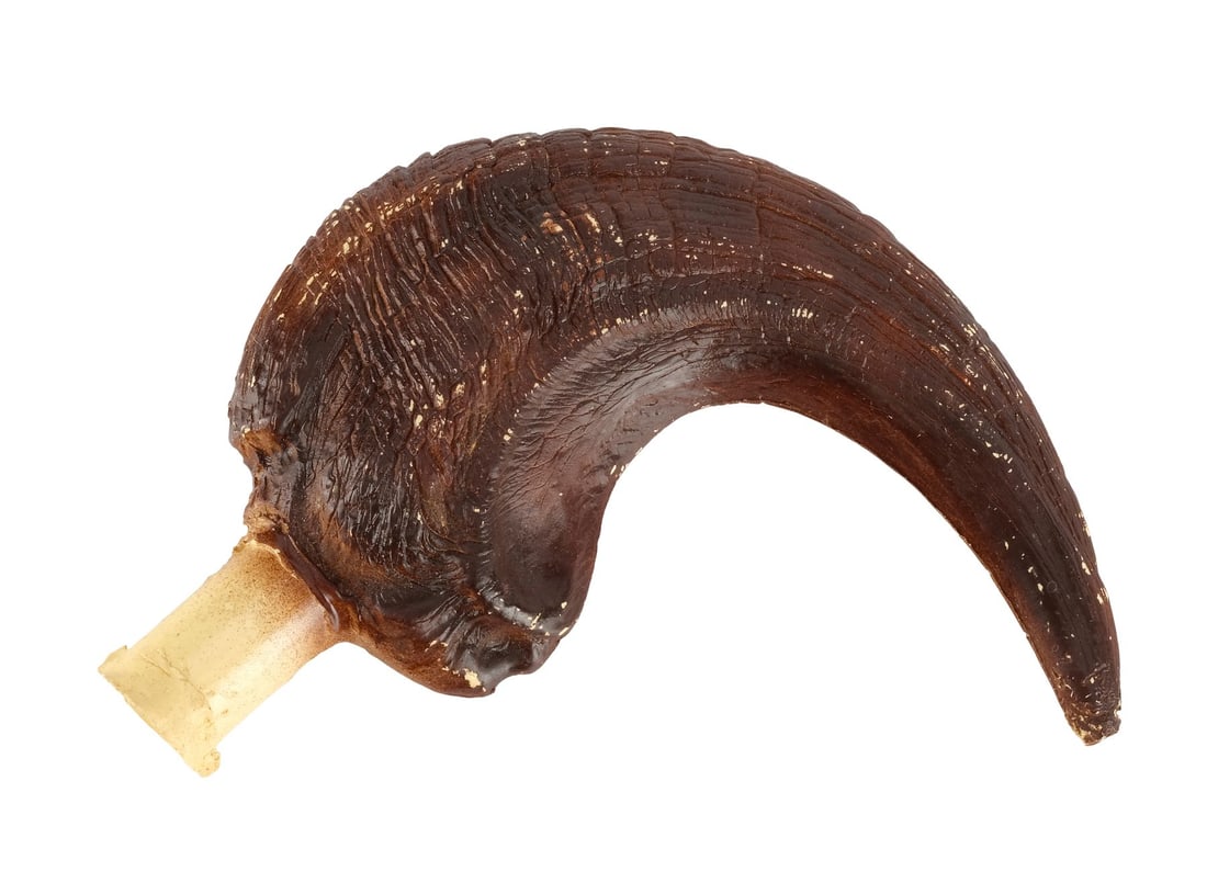 JURASSIC PARK (1993) - Velociraptor Pre-Production Paint Test Claw (1 of 6)