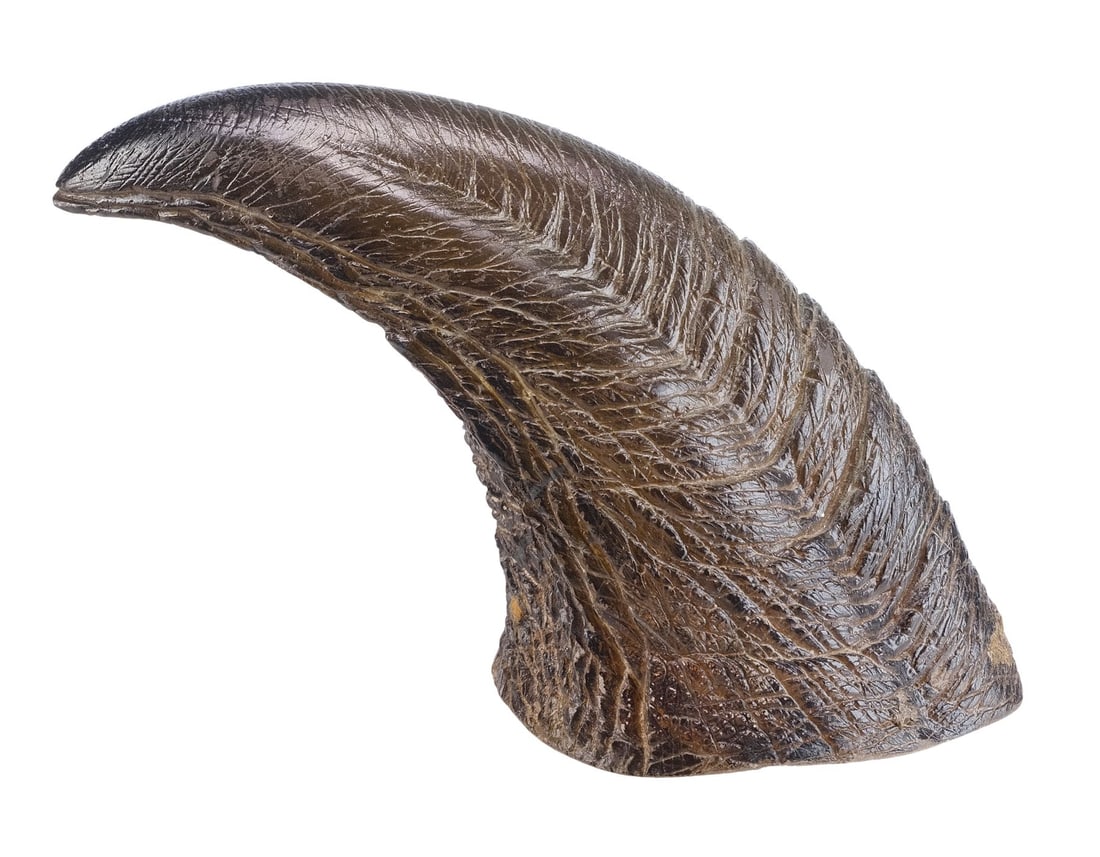 JURASSIC PARK (1993) - Tyrannosaurus Rex "Paint Test" Hand Claw (1 of 11)