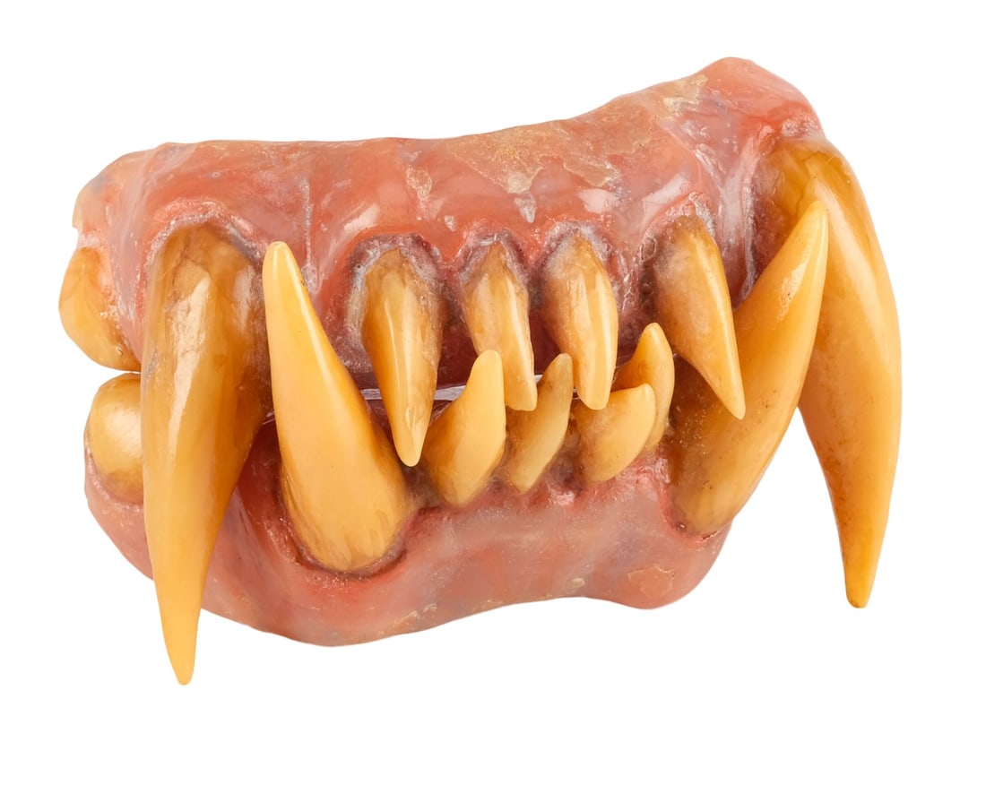 242. MICHAEL JACKSON: THRILLER - Rick Baker Collection: Michael's (Michael Jackson) Werecat Teeth: B