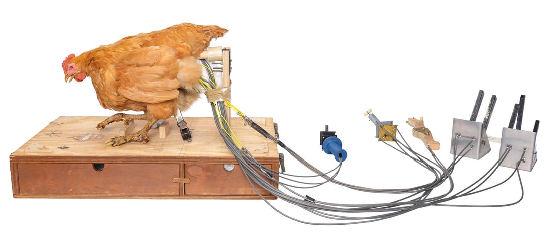 292. RETURN TO OZ (1985) - Billina the Chicken (Denise Bryer/Mak Wilson) Animatronic Puppet with: B
