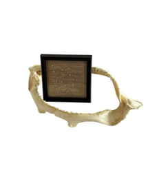Shadowbox Style Fossilized Shark Teeth & Shark Jaw