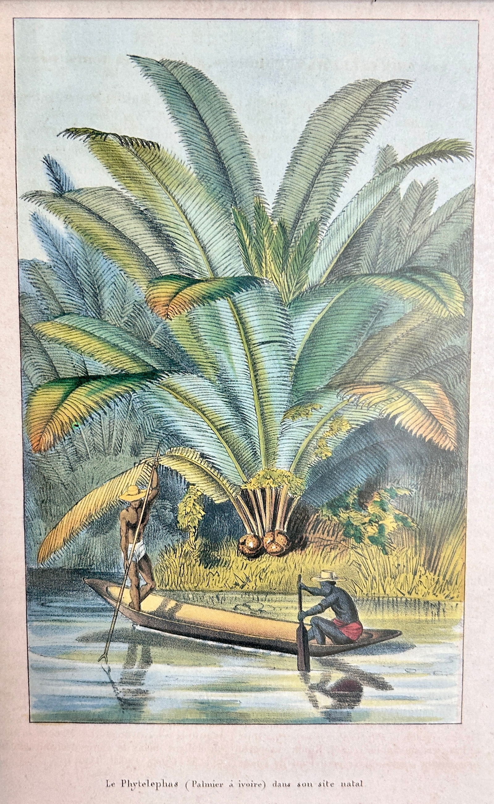 Horto Van Houtteano Polynesian Botanical Prints (1 of 3)