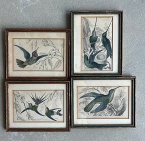 (3) Antique Hummingbird Etchings