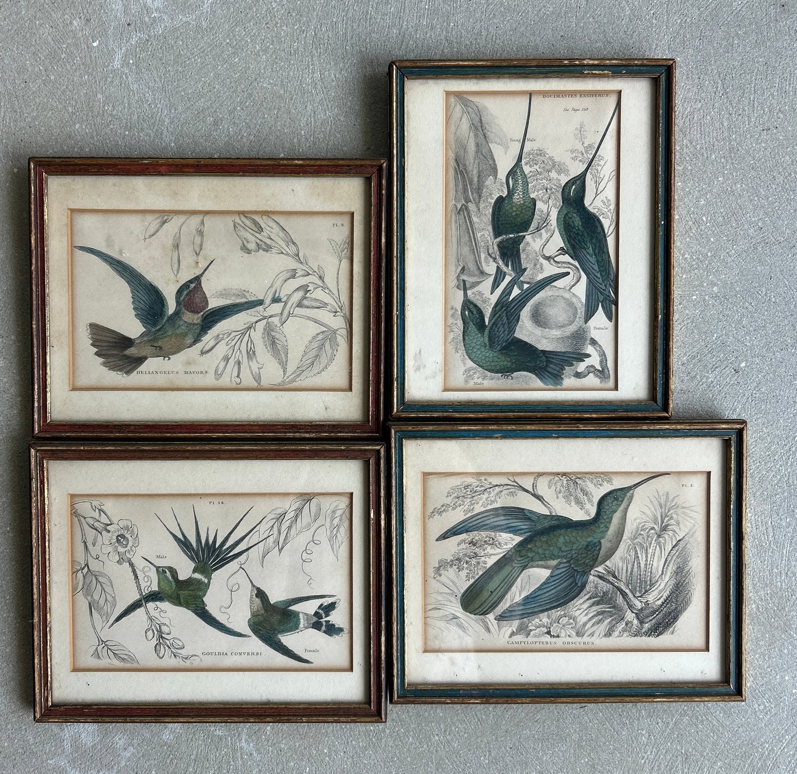 (3) Antique Hummingbird Etchings (1 of 1)