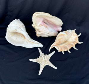 Four natural shells