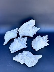 (5) decorative molded conch shells for inside