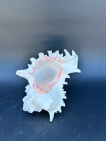 Conch shell - Murex Ramosus Shell with pink interior