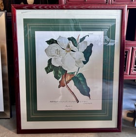 Framed Colored etching of Magnolias