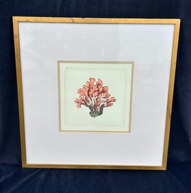Hand colored etching of fan coral