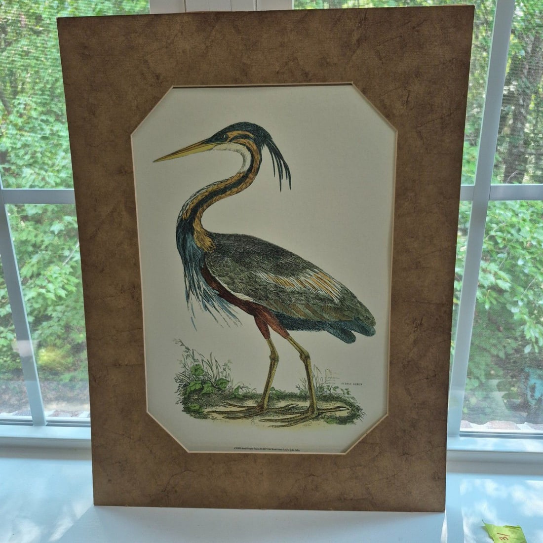 Purple Heron Giclee Print from British Ornithology by John Selby: Purple Heron Giclee Print from British Ornithology by John SelbyComes with a new white modern sq. frameMeasures: 25.75" wide x 32.25" highGiclee print is perfect, no foxing, no damageNB : Professional