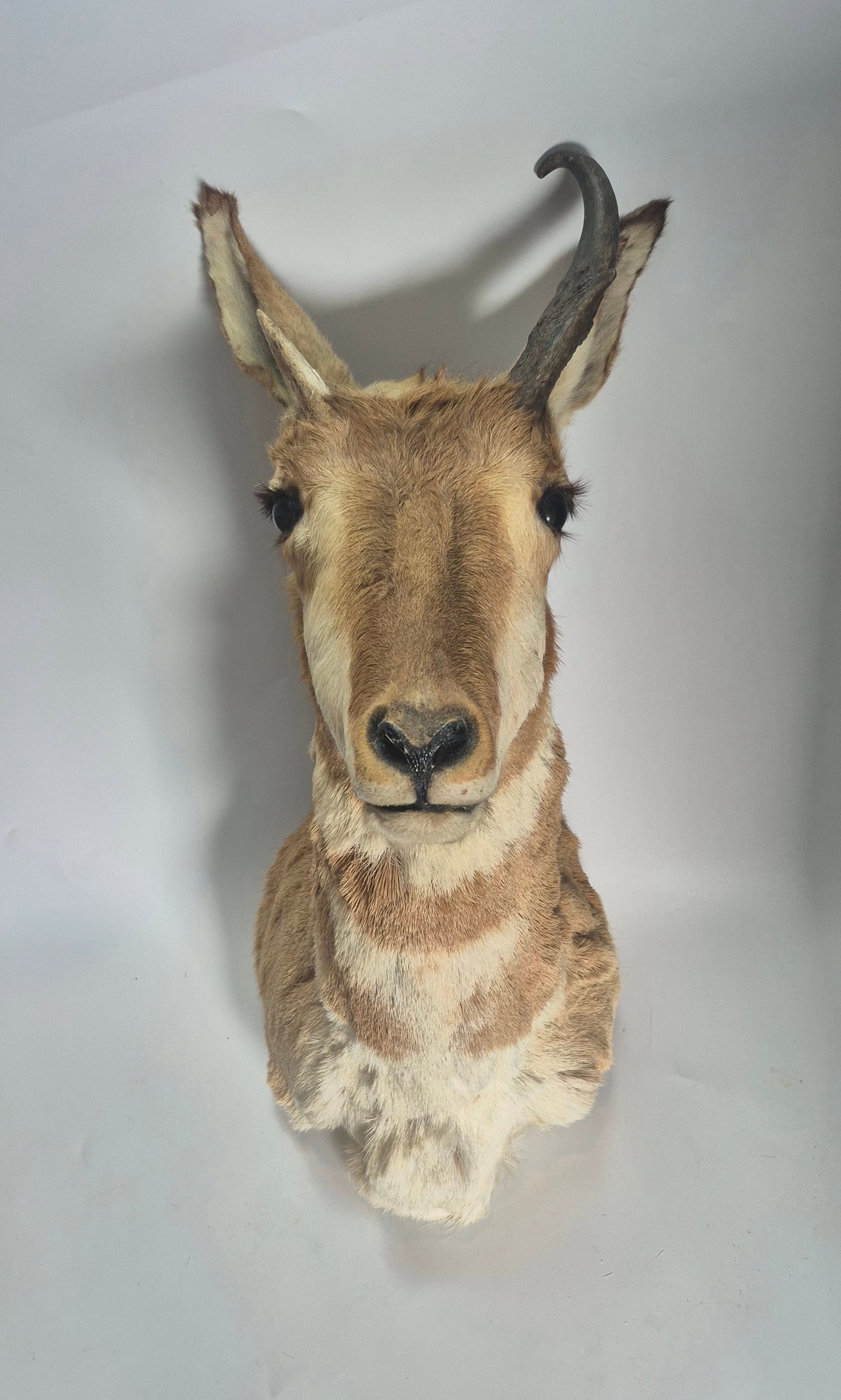 Vintage PRONGHORN ANTELOPE ~ large male w/mounting (1 of 5)