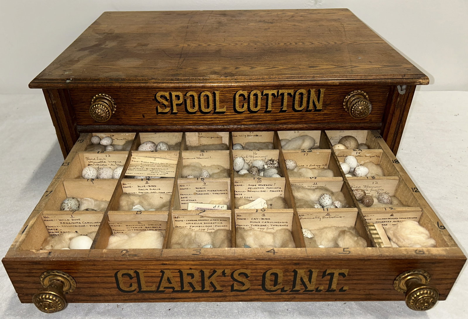 antique CLARKS 2-drawer countertop spool cabinet with bird's egg collection (1 of 4)