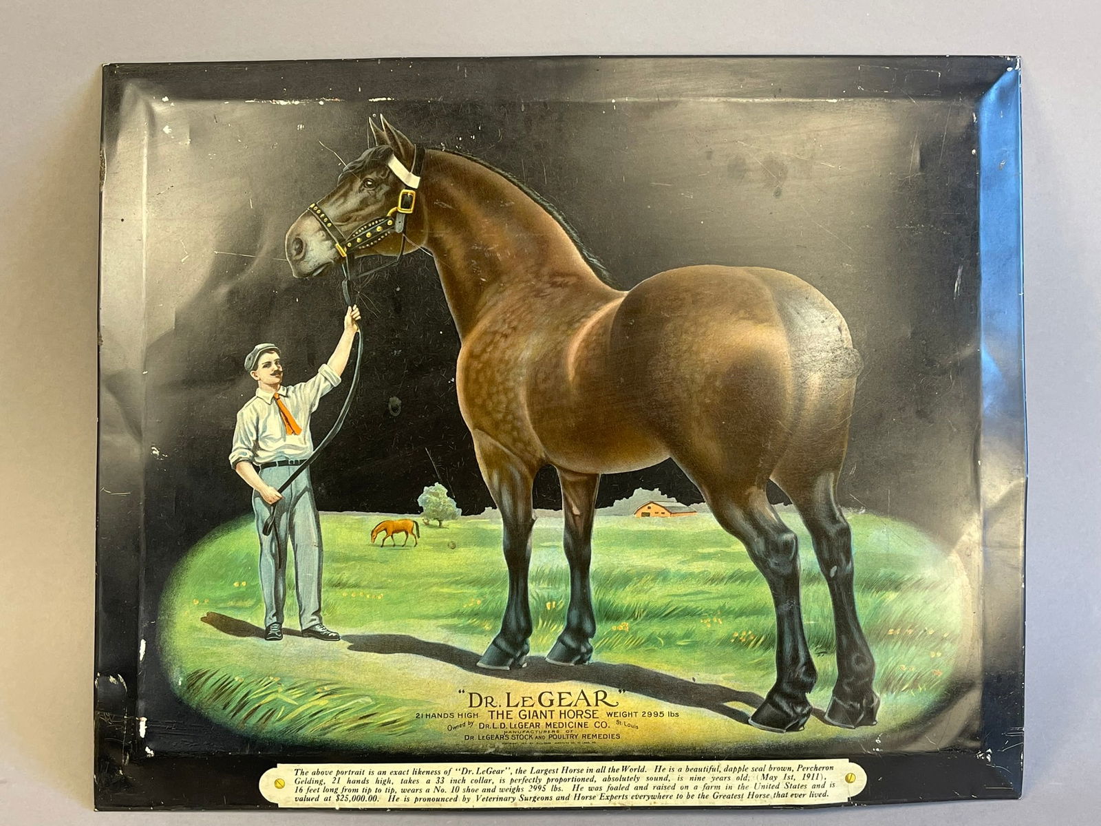 Dr LeGear The Giant Horse Veteranian Stock Poultry Remedies Tin Over Cardboard Sign (1 of 13)