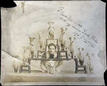 Fantastic Early 1900s Dog Champion Photograph Jack Russel Terrier Dogs