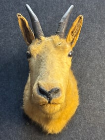 Antique Early Mountain Goat Taxidermy Cabin Mount