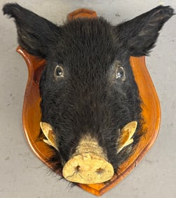 Vintage Wild Hog Boar Pig Mount Taxidermy Black