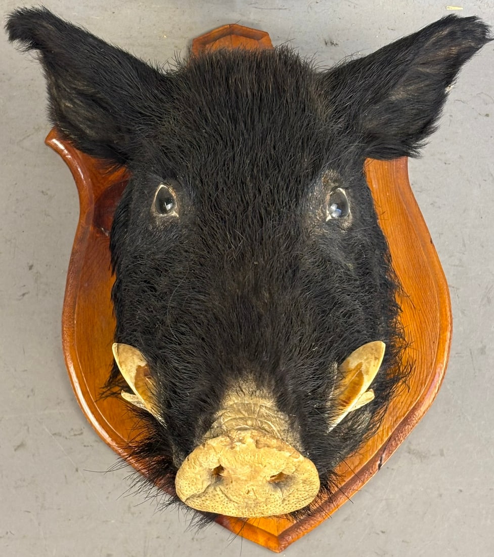 Vintage Wild Hog Boar Pig Mount Taxidermy Black (1 of 12)