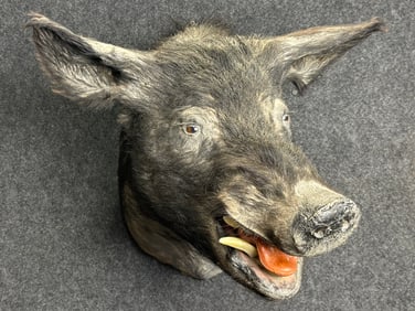 Vintage Black Wild Boar Pig Mount Taxidermy