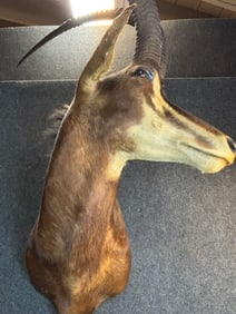 Vintage Sable Antelope Head Horn Mount Taxidermy