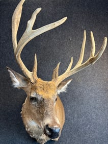 Vintage Deer Buck Stag Horn Mount Taxidermy