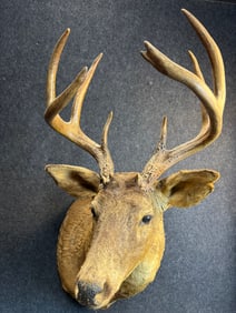 Vintage White Tail Deer Buck Stag Mount Taxidermy