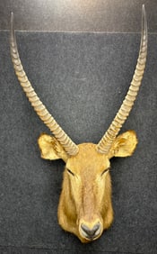 African Southern Reedbuck Taxidermy Shoulder Mount