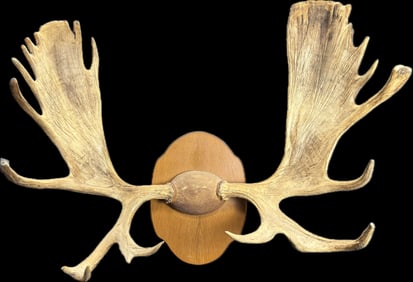 Alaskan Moose Antler Large Rack Mount Taxidermy