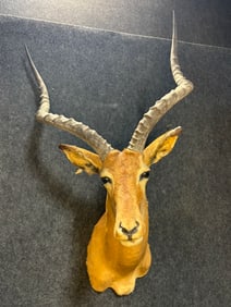 African Impala Shoulder Mount Taxidermy