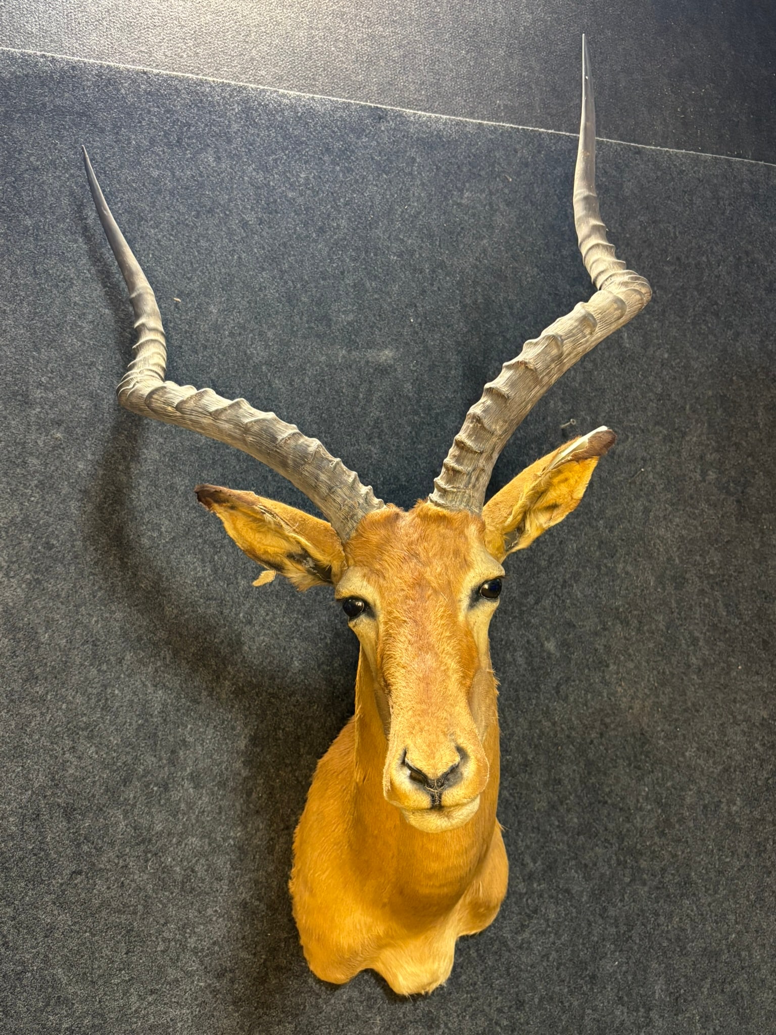 African Impala Shoulder Mount Taxidermy (1 of 10)