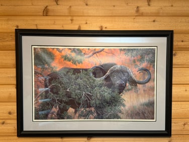 Bandwich Signed 2006 Water Buffalo Framed Safari Print