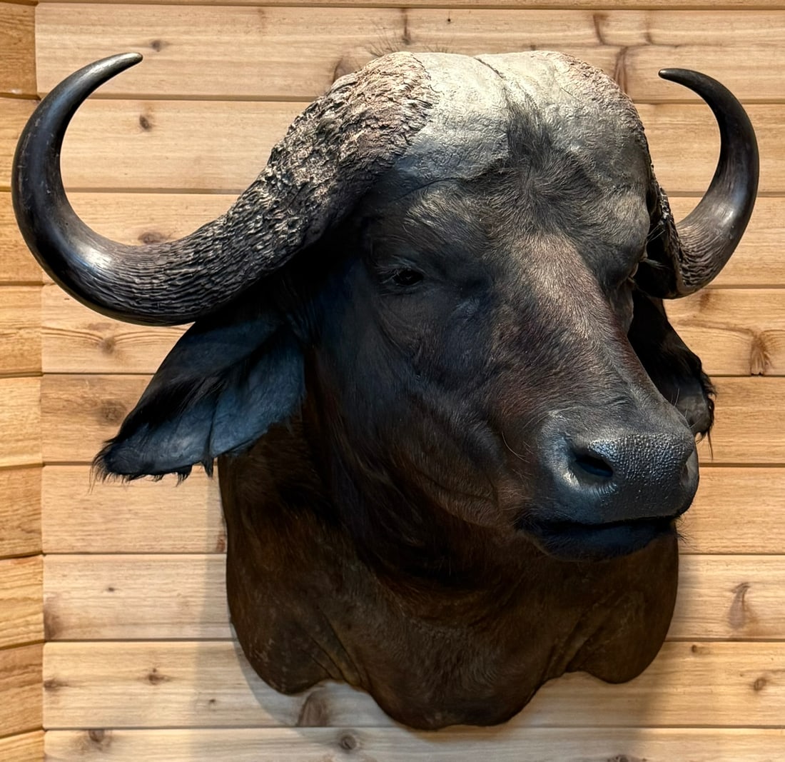 Cape Buffalo Real African Taxidermy Shoulder Mount (1 of 11)