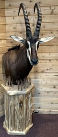 Sable Antelope Taxidermy Shoulder Pedestal Mount