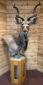 Kudu Antelope Taxidermy Shoulder Pedestal Mount