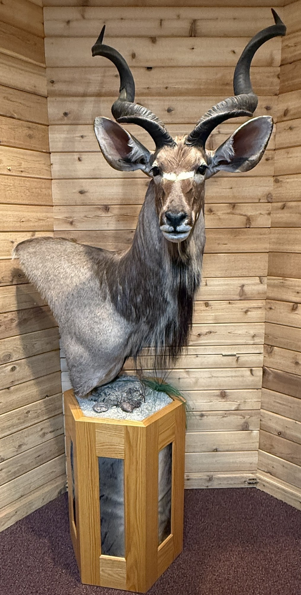Kudu Antelope Taxidermy Shoulder Pedestal Mount (1 of 19)