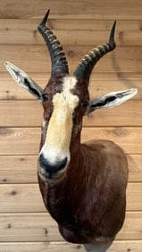 Blesbok South African Taxidermy Head Mount