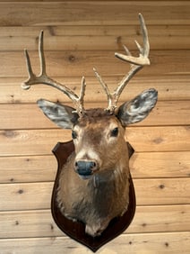 Whitetail Buck 9 Point Taxidermy Mount On Wood