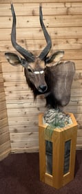 Kudu Antelope Taxidermy Shoulder Pedestal Mount