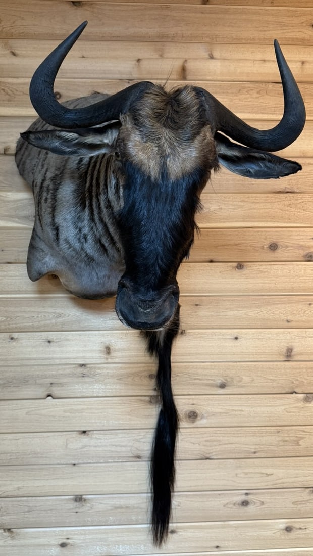 Wildebeast Taxidermy Shoulder Head Mount w/ Tail (1 of 10)
