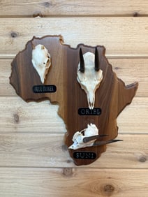 African Shaped Taxidermy Plaque Oribi Suni Blue Duiker