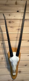 African Gemsbok European Taxidermy Skull Mount