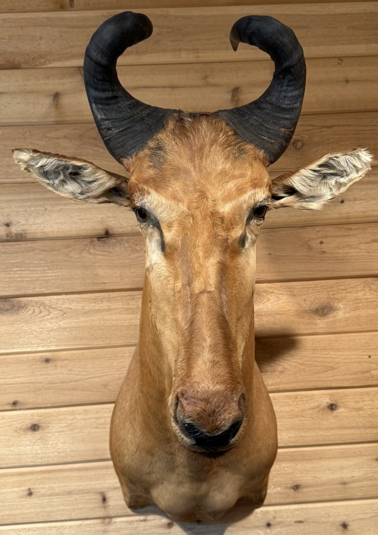 Lichtensteins Hartebeest Taxidermy Shoulder Mount (1 of 8)