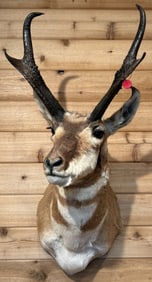 Pronghorn Antelope Taxidermy Shoulder Mount