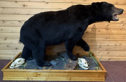 Full Size Mounted Black Bear Taxidermy Mount