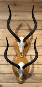 Pair European Skull Mounted Africa Impala Taxidermy