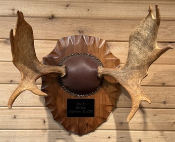Moose Mounted Taxidermy Skull Plaque Dated 2001