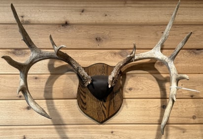 Huge 14 Point Whitetail Deer Taxidermy Wall Mount