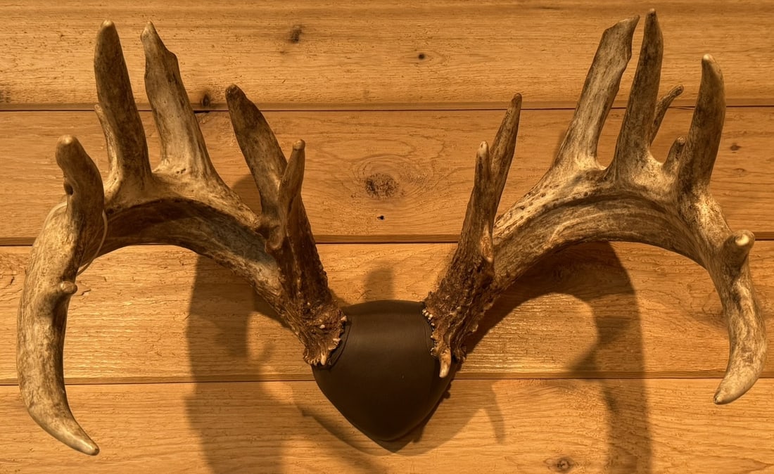 Massive Non Typical Whitetail Deer Taxidermy Mount (1 of 8)
