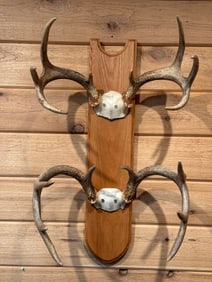 Pair 8 Point Mounted Whitetail Deer Taxidermy Rack