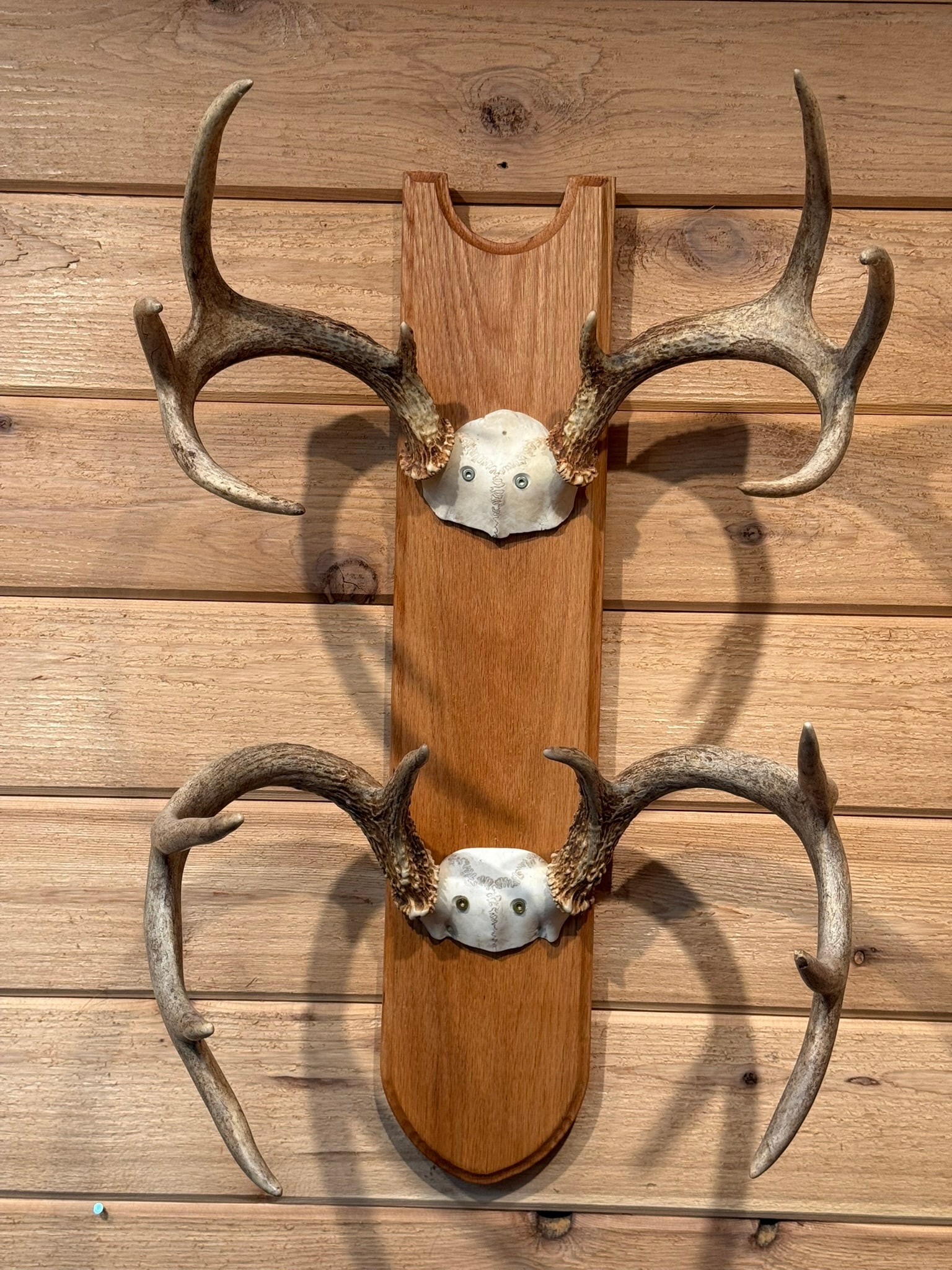 Pair 8 Point Mounted Whitetail Deer Taxidermy Rack (1 of 5)