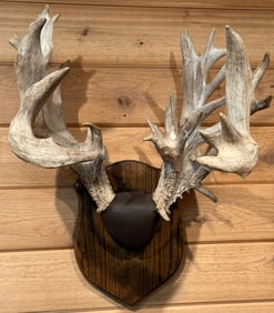 Insane Non Typical Whitetail Deer Taxidermy Rack